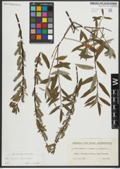 Foto von Salix repens L. x Salix viminalis L.